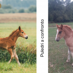 Cavalli a confronto - Montaggio di Alice Gado